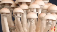 How Long Do Shrooms Stay in Your System