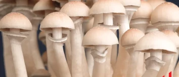 How Long Do Shrooms Stay in Your System