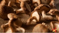 Shitaki Mushrooms Health Benefits